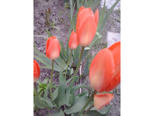 2017-05-16 17.48.51.jpg