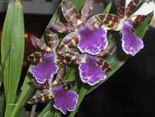 ������� ����������� (ZYGOPETALUM) ����
