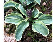 ����� Frosted Mouse Ears.jpg