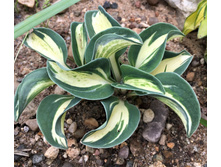 ����� Mouse Trap.jpg