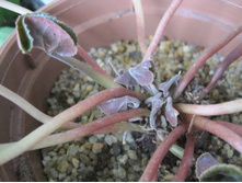 Cyclamen, new leaves