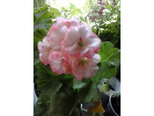 2016-06-12 15.30.20.jpg