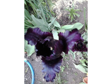 2017-05-25 17.46.09.jpg