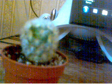 ���������� Carminae