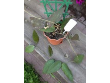 ���� Caudata.JPG