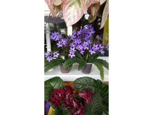 ������������� Haru No Mizu (����������� T.Okuto)