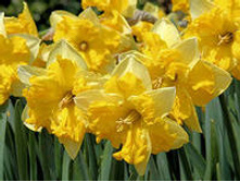 ���-����� ����������� ���-������ (����� ����� ������) 63 ���. ��. (� �������� 3 ��.). ������ �� 40 ��. ������� ������� �� 10 ��.!!!!!!!!!!!!!! �������� .jpg