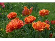 �������� �������� ������ ���-���� ��-� ���. ����..jpg