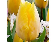 ������� ������� ������ ���-�� ���-�� ��� ���-���� ���-���� 111,3 ���. ��. (� �������� 7 ��.). ������ �� 45 ��. ������� ������ �� 10 ��..jpg