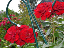 DSC 06261.JPG