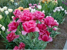 �������� �������� ������� ��-����� ���. ����.jpg