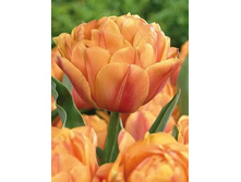 �������� �������� ������ ��-��� ����-���� ���. ����.jpg