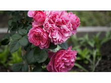 �������� �� �����