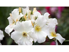 Sally Holmes (�����)