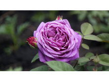 ����� ����