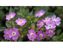 ������ �������