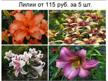 � ������� 5.JPG