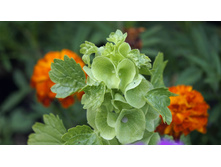 ��������� �������