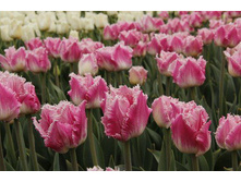 �������� ����������� ��-��� ���. ����.jpg