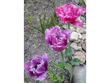 2017-05-22 18.05.05.jpg