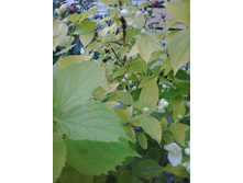 2017-06-16 19.46.36.jpg