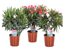 ������� ���� - 450- 500 ���.