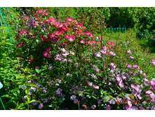 ������ � �������� ����