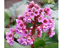 ������ ������