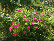 IMG 20170718 173408.jpg