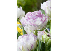 �������� �������� ������ ��-�� ��-� 244,3 ���. ��. (� �������� 7 ��.). ������ �� 45 ��. ������� ������ �� 12 ��..jpg