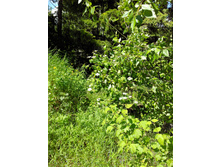 IMG 20170623 121626.jpg