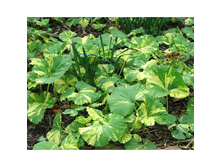 ������������ �����������