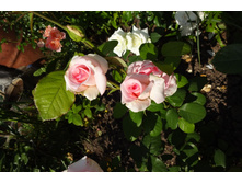 �� "�������"