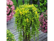 ��������� ���������� 70�.jpeg