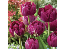 �������� �������� ������ ��-�� ����-� 132,3 ���. ��. (� �������� 7 ��.). ������ �� 40 ��. ������� ������ �� 12 ��..jpg