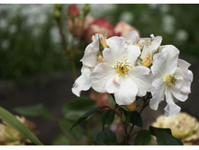 Sally Holmes (�����)