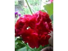 2016-06-06 12.29.27.jpg