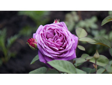 ����� ����