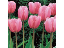 ������� ����� ������ ���-��� ��-�� ���. ����.jpg