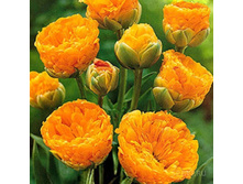 �������� ��������� ������� ��-�� ��-��� �� ���-������.jpg