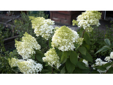 ��������� ����������� �����������