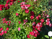 DSC 0691.JPG