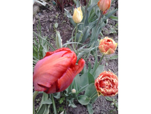 2017-05-16 17.46.31.jpg