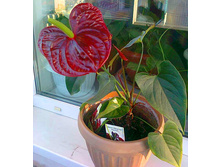�������� �����  (Anthurium Otazu Brown)-