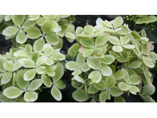 ��������� ����������� ������ ���� Rencolor