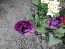 2017-05-22 18.08.39.jpg