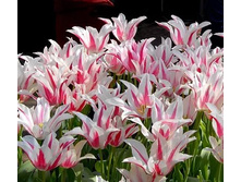 �������� ������������ ����-��� ���. ����. .jpg