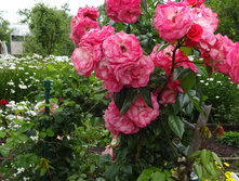 ��������� "����� "