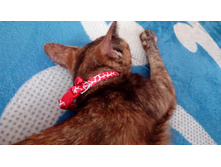 IMG 20170717 084536.jpg