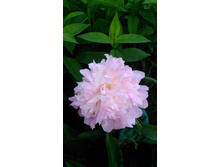 ���� ����� ����